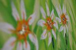 DreiBLUMEN